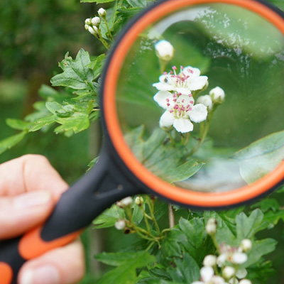 Nature Journal Club in Kaufungen am Samstag, dem 24. Oktober 2026